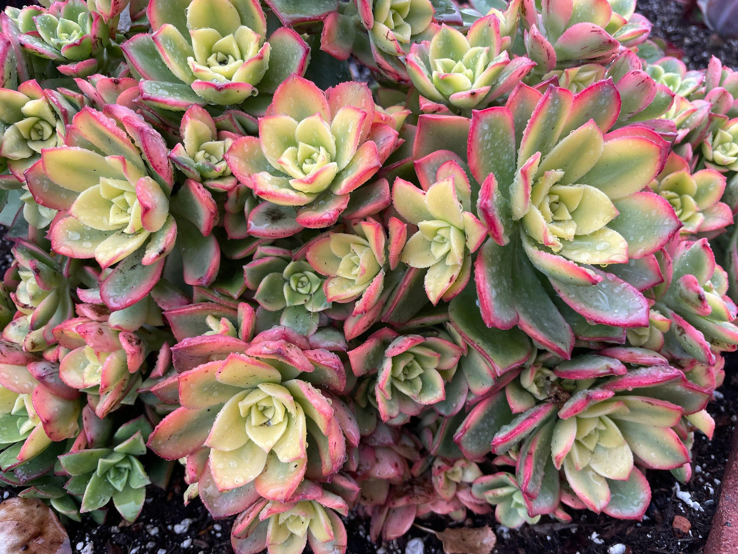 Bdf Succulent Aeonium Kiwi - View 24 from www redcrocus com