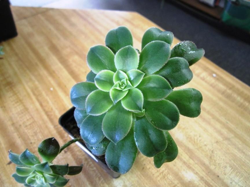 Bdf Succulent Aeonium Kiwi - View 26 from www redcrocus com
