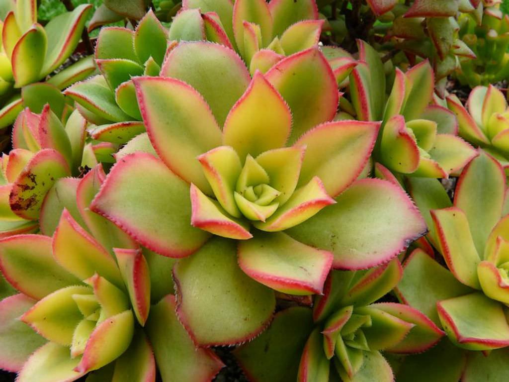 Bdf Succulent Aeonium Kiwi - View 27 from www redcrocus com