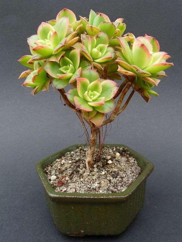 Bdf Succulent Aeonium Kiwi - View 28 from www redcrocus com