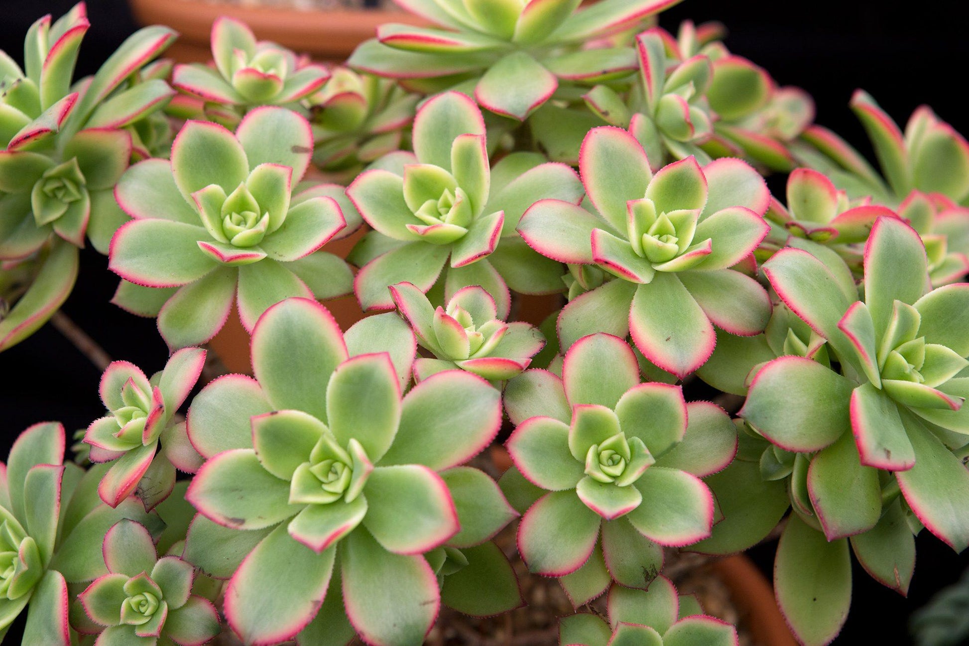 Bdf Succulent Aeonium Kiwi - View 2 from www redcrocus com