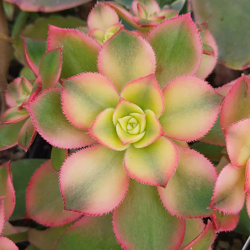 Bdf Succulent Aeonium Kiwi - View 30 from www redcrocus com