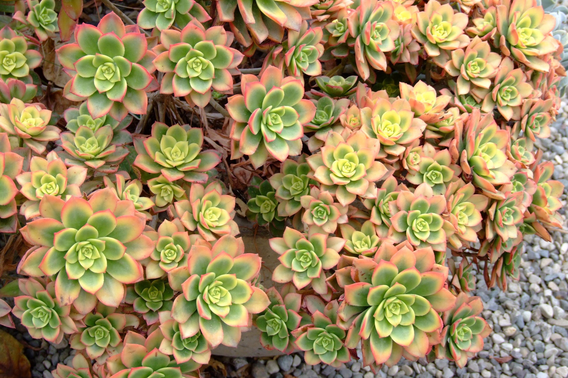 Bdf Succulent Aeonium Kiwi - View 31 from www redcrocus com