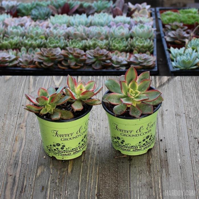 Bdf Succulent Aeonium Kiwi - View 32 from www redcrocus com