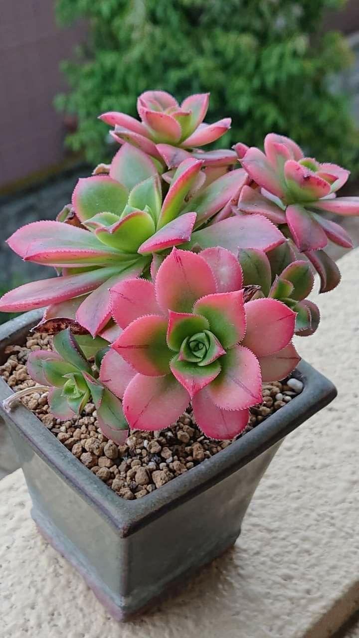 Bdf Succulent Aeonium Kiwi - View 35 from www redcrocus com