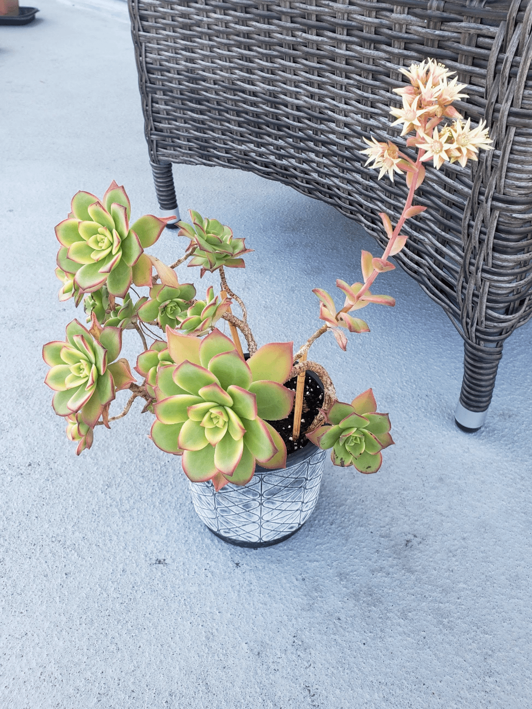 Bdf Succulent Aeonium Kiwi - View 36 from www redcrocus com