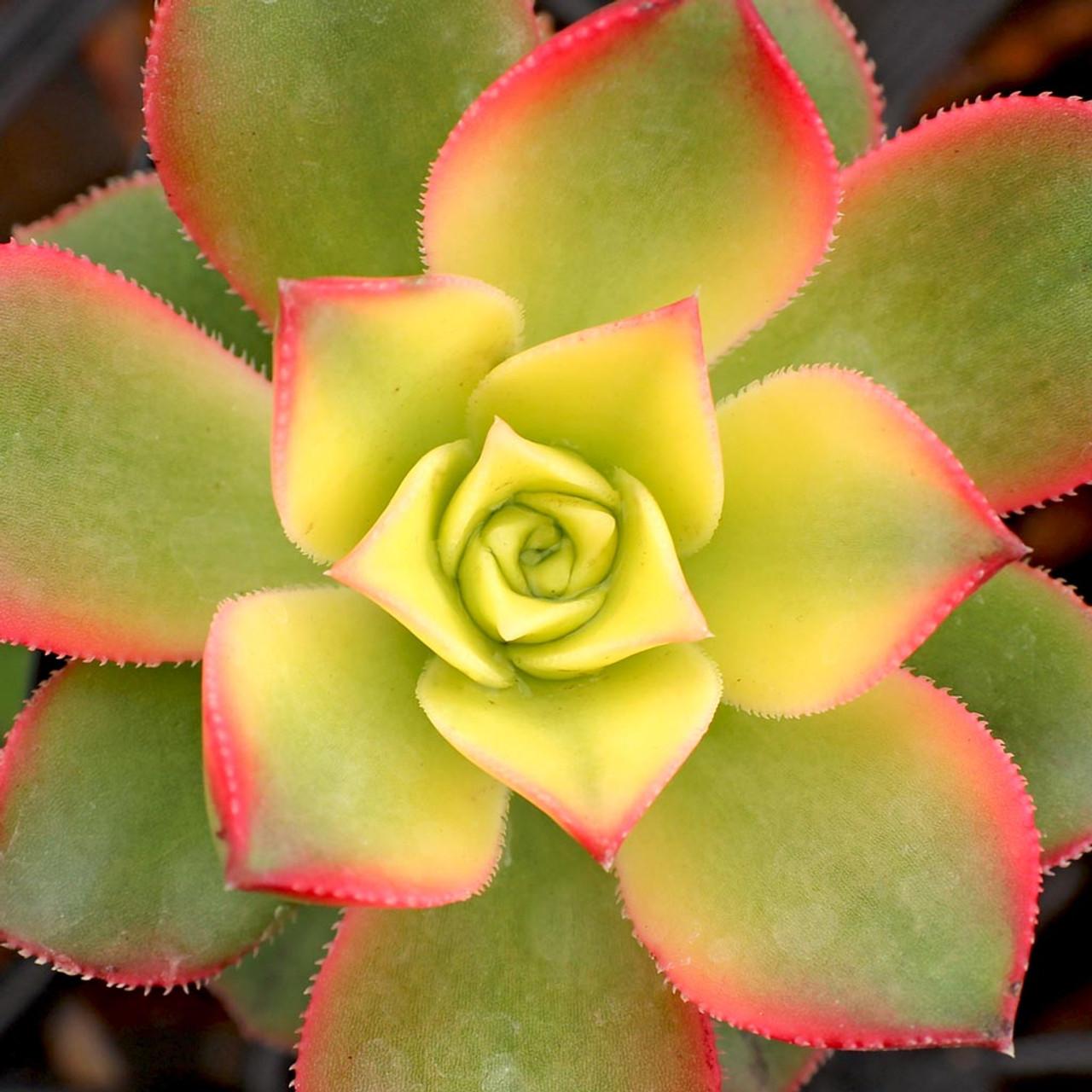Bdf Succulent Aeonium Kiwi - View 3 from www redcrocus com