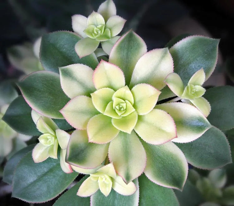 Bdf Succulent Aeonium Kiwi - View 4 from www redcrocus com