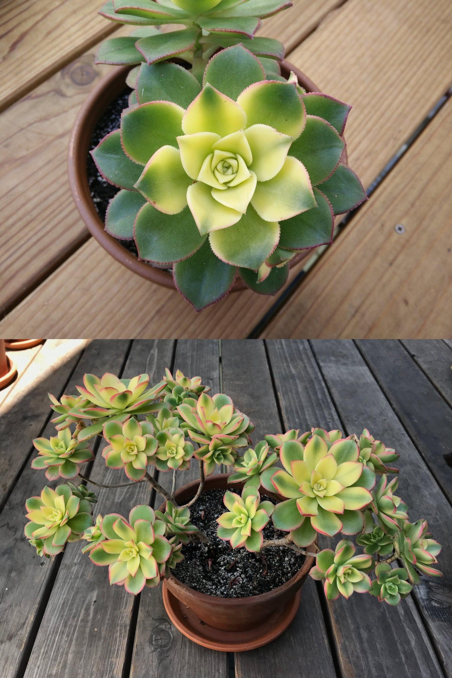 Bdf Succulent Aeonium Kiwi - View 5 from www redcrocus com