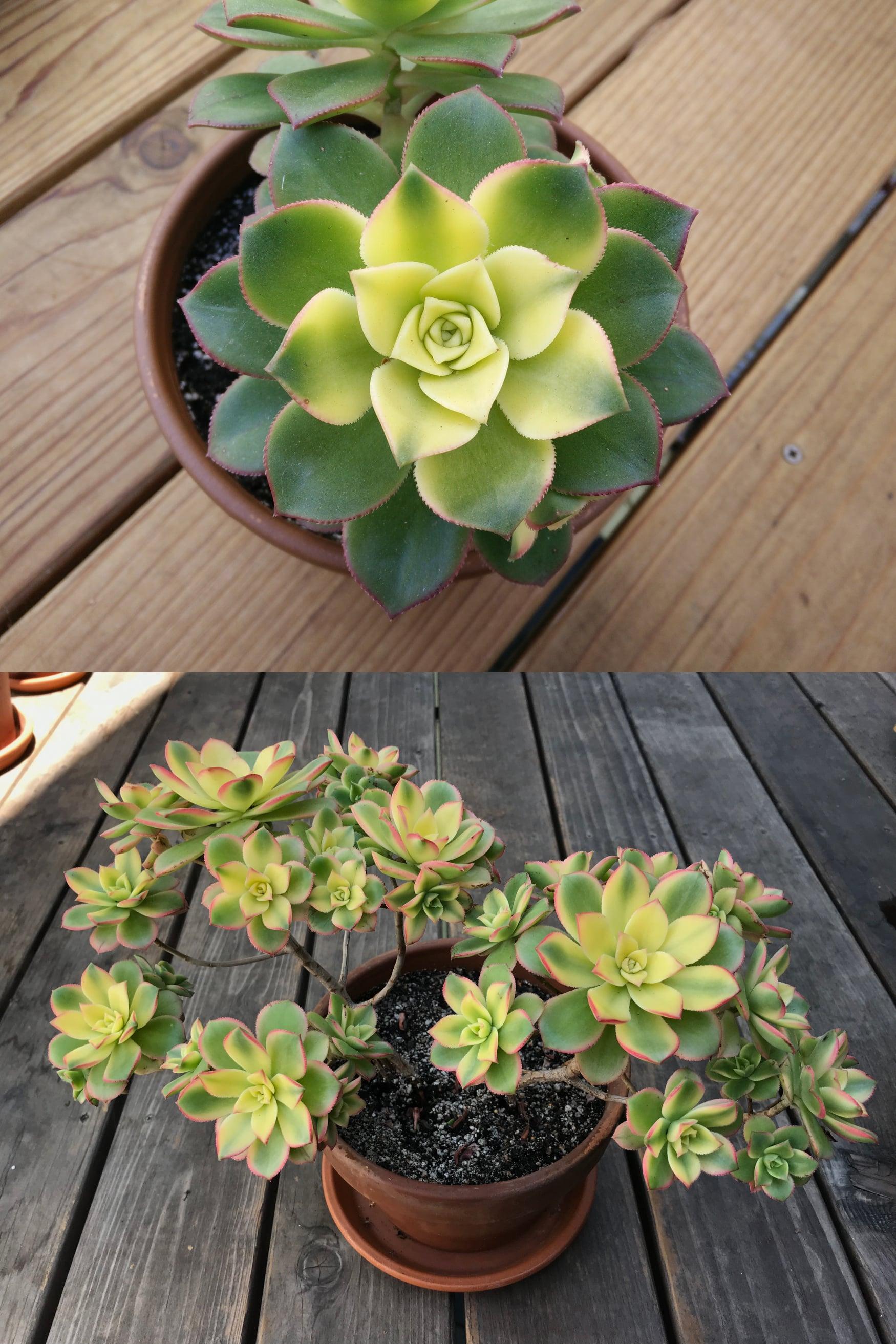Bdf Succulent Aeonium Kiwi - View 5 from www redcrocus com