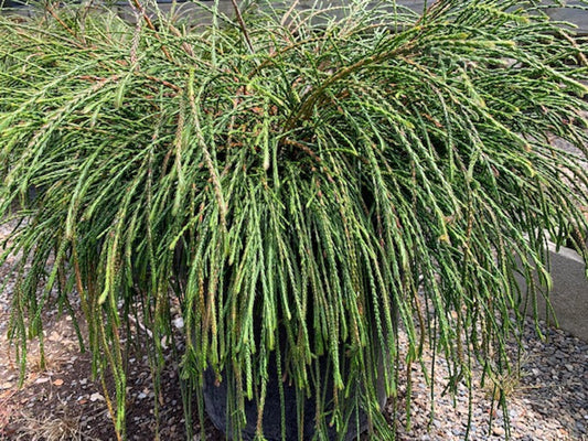 Cc0 Thuja Plicata 'whipcord' Whipcord - View 10 from www redcrocus com