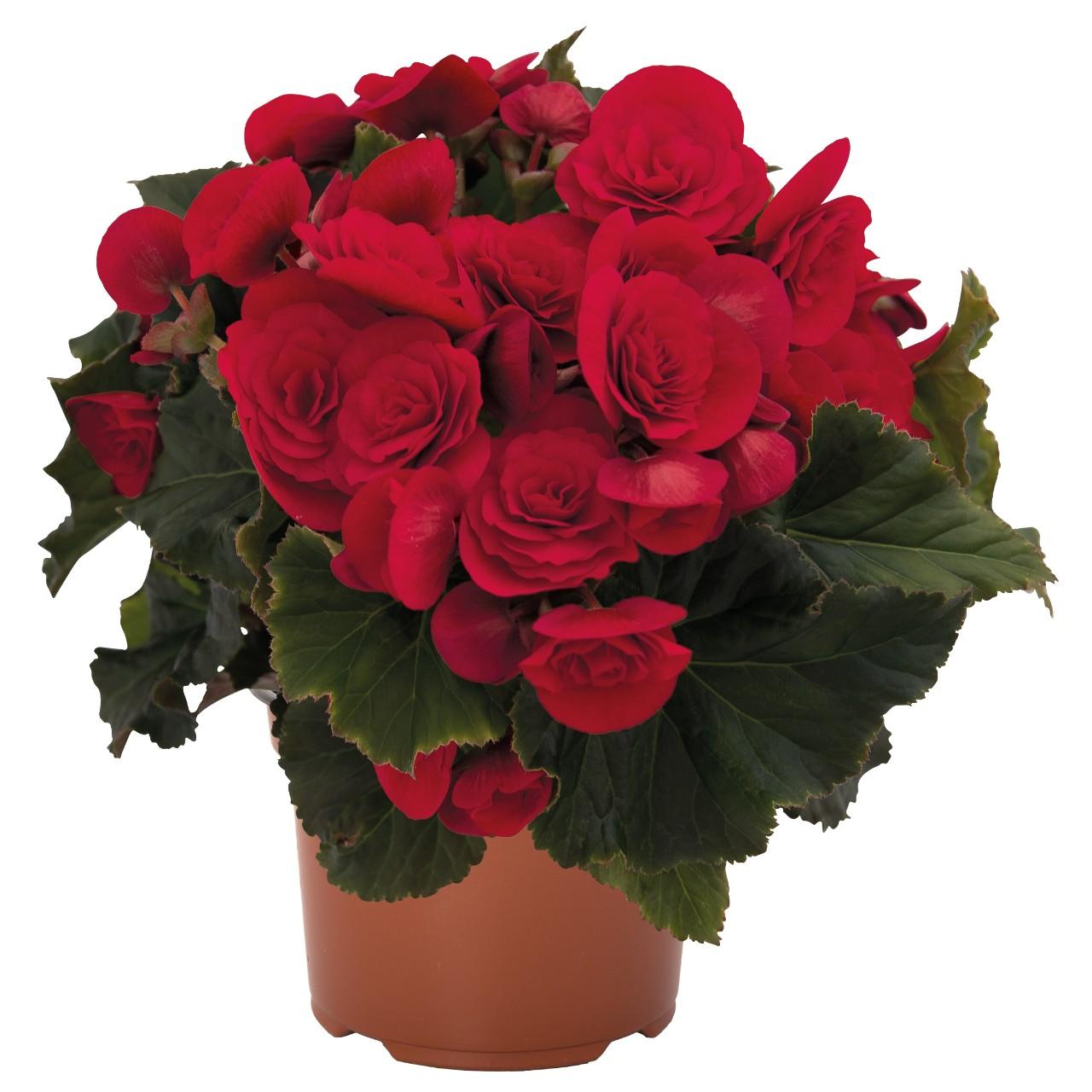 Cea Passion Red - View 12 from www redcrocus com