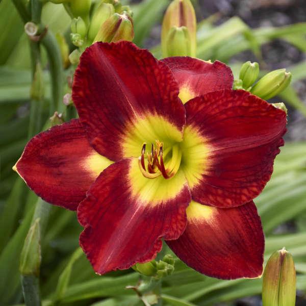 Cea Passion Red - View 33 from www redcrocus com