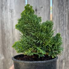 RedCrocus Chamaecyparis obtusa 'Filicoides' Hinoki Cypress Live Plant - Fern-Like Foliage, Narrow Upright Evergreen Landscape Conifer  1 Gallon Nursery Pot
