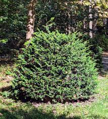 RedCrocus Chamaecyparis obtusa 'Filicoides' Hinoki Cypress Live Plant - Fern-Like Foliage, Narrow Upright Evergreen Landscape Conifer  1 Gallon Nursery Pot