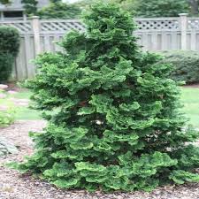 RedCrocus Chamaecyparis obtusa 'Filicoides' Hinoki Cypress Live Plant - Fern-Like Foliage, Narrow Upright Evergreen Landscape Conifer  1 Gallon Nursery Pot