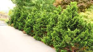 RedCrocus Chamaecyparis obtusa 'Filicoides' Hinoki Cypress Live Plant - Fern-Like Foliage, Narrow Upright Evergreen Landscape Conifer  1 Gallon Nursery Pot