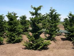 RedCrocus Chamaecyparis obtusa 'Filicoides' Hinoki Cypress Live Plant - Fern-Like Foliage, Narrow Upright Evergreen Landscape Conifer  1 Gallon Nursery Pot