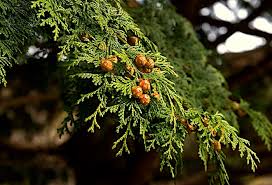 RedCrocus Chamaecyparis obtusa 'Filicoides' Hinoki Cypress Live Plant - Fern-Like Foliage, Narrow Upright Evergreen Landscape Conifer  1 Gallon Nursery Pot