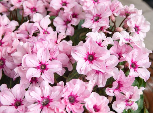 F38 Cyclamen Premium Illusia Pink - View 1 from www redcrocus com
