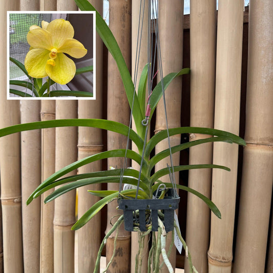 F88 Golden Hanging Basket - View 11 from www redcrocus com