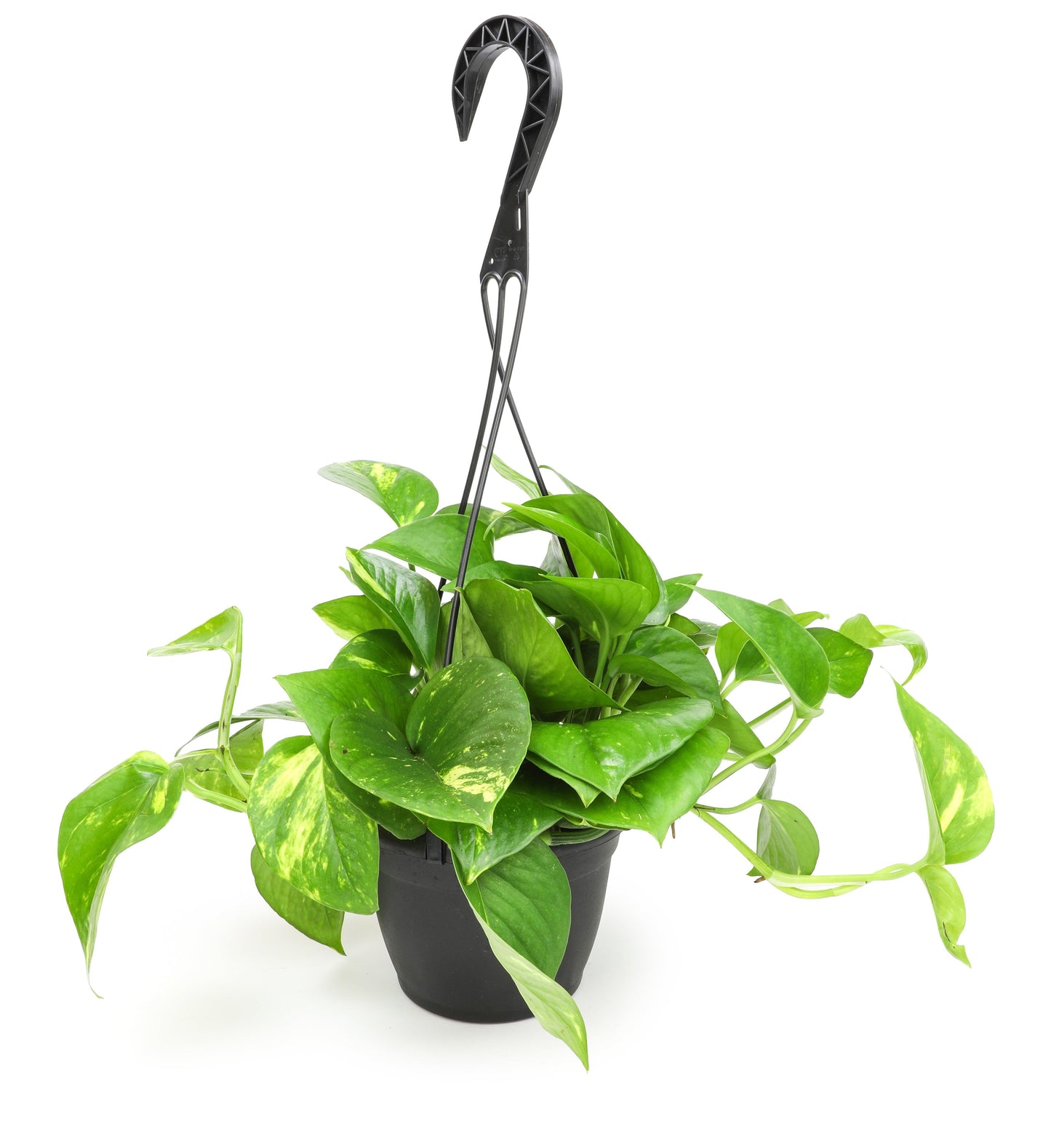 F88 Golden Hanging Basket - View 13 from www redcrocus com