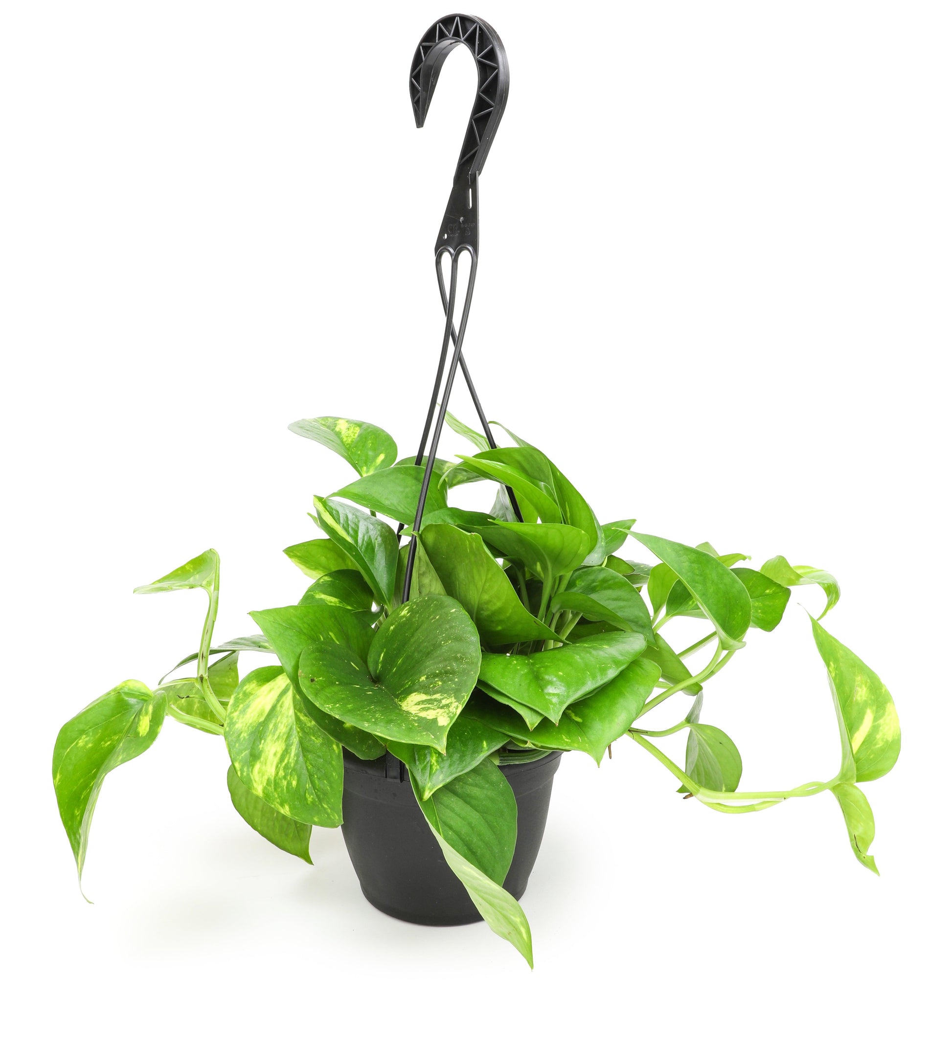 F88 Golden Hanging Basket - View 13 from www redcrocus com