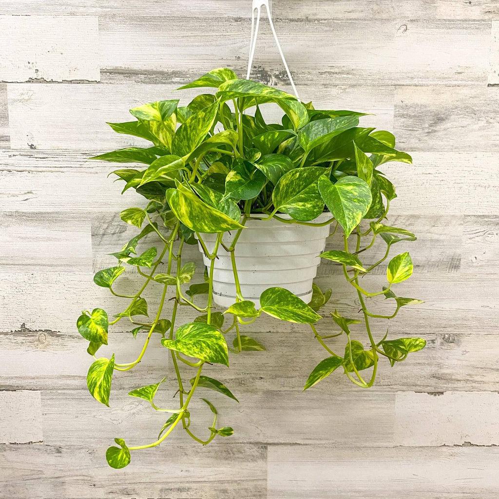 F88 Golden Hanging Basket - View 14 from www redcrocus com