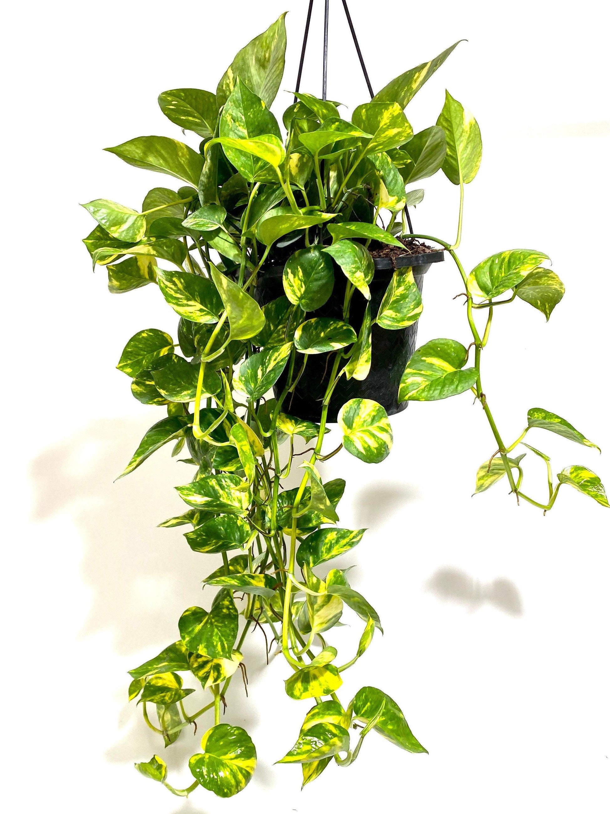F88 Golden Hanging Basket - View 15 from www redcrocus com