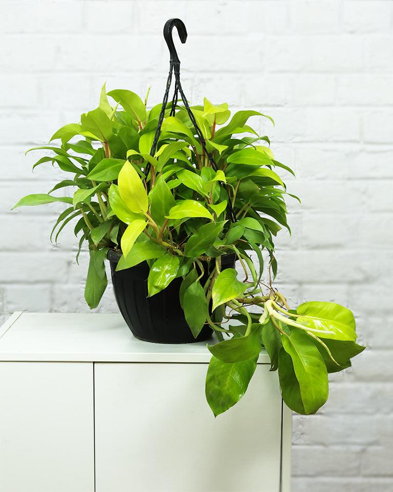 F88 Golden Hanging Basket - View 16 from www redcrocus com