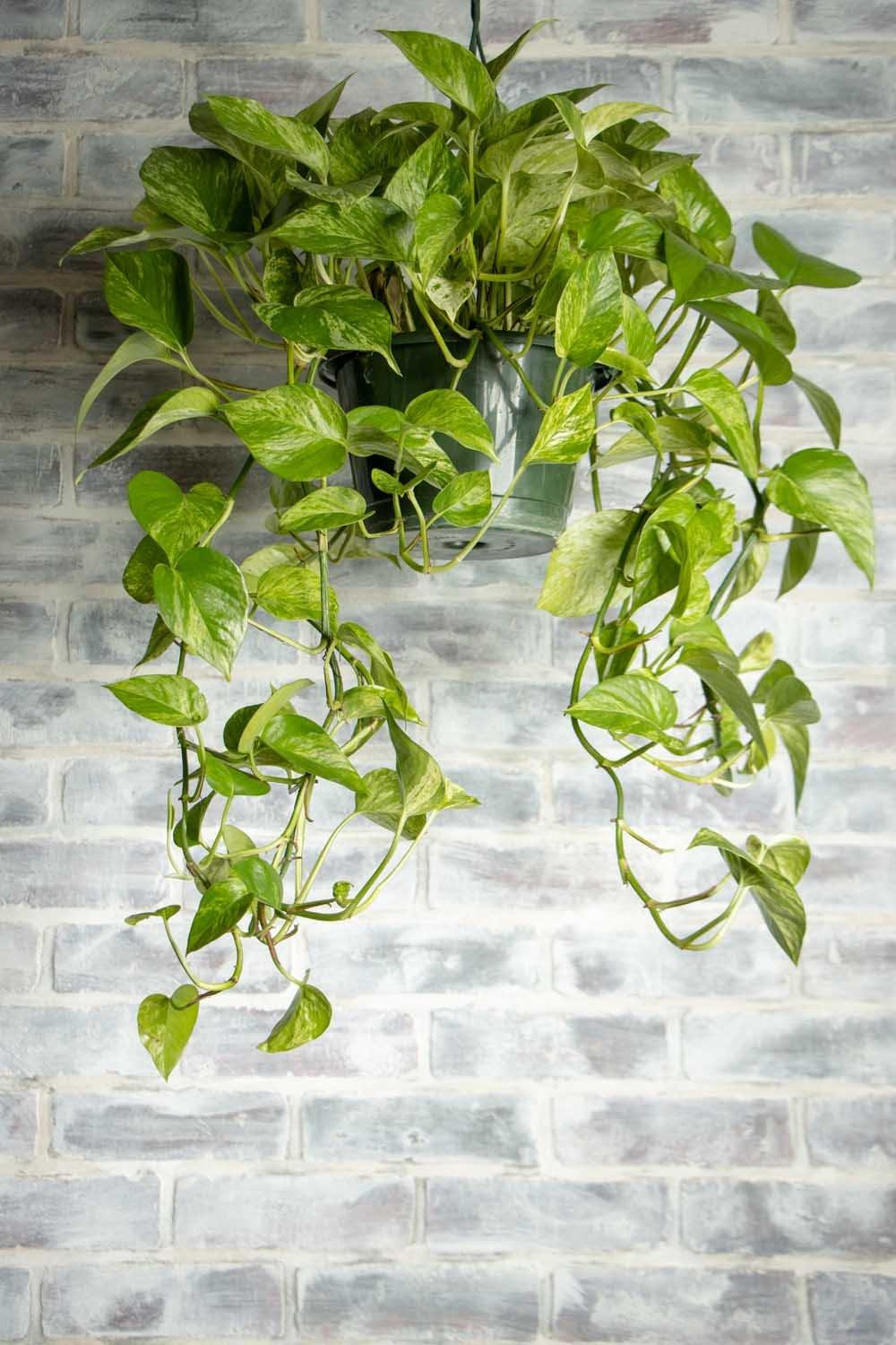F88 Golden Hanging Basket - View 17 from www redcrocus com