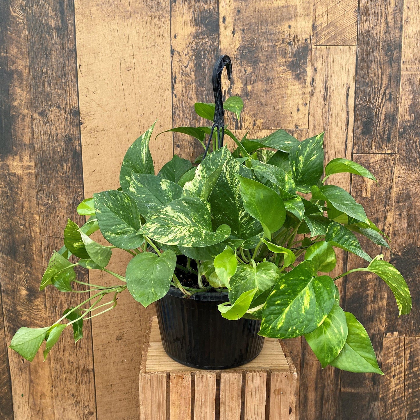 F88 Golden Hanging Basket - View 18 from www redcrocus com