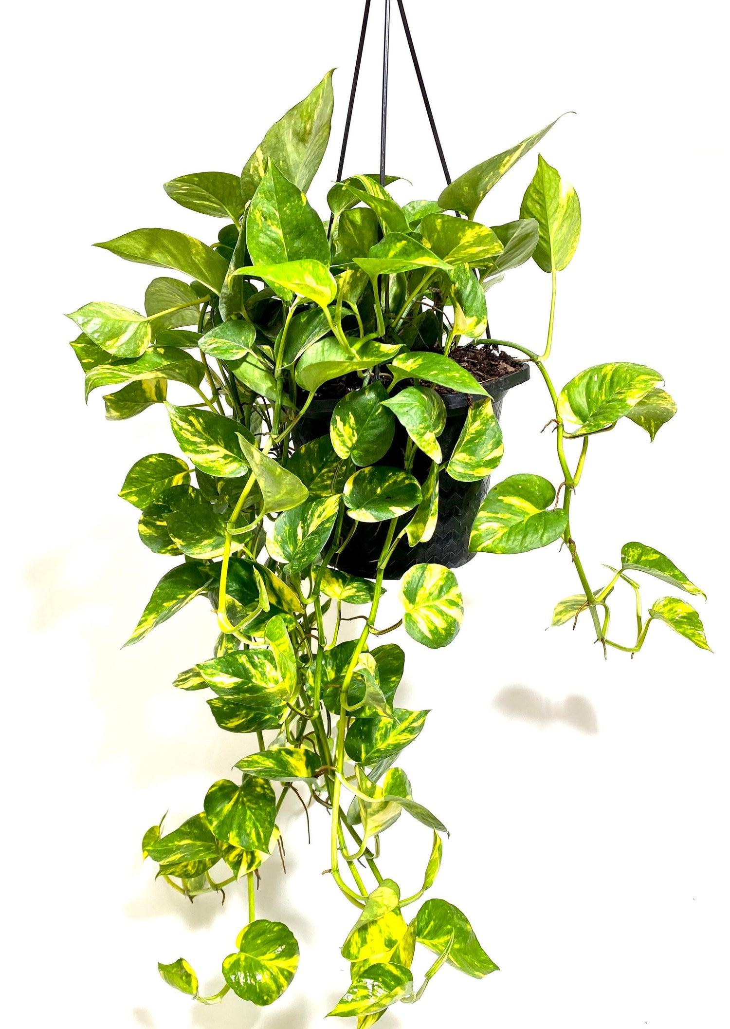 F88 Golden Hanging Basket - View 23 from www redcrocus com