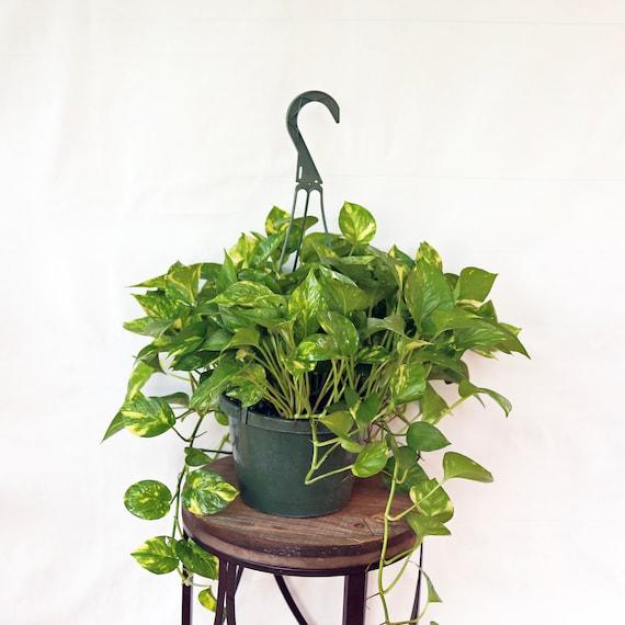 F88 Golden Hanging Basket - View 25 from www redcrocus com