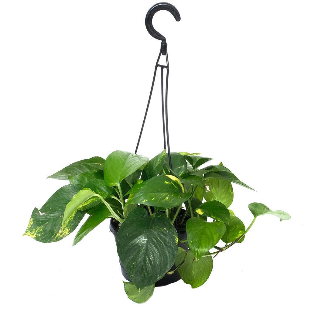 F88 Golden Hanging Basket - View 26 from www redcrocus com