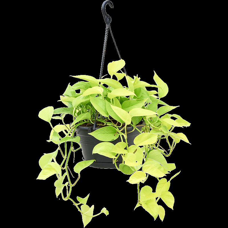 F88 Golden Hanging Basket - View 29 from www redcrocus com