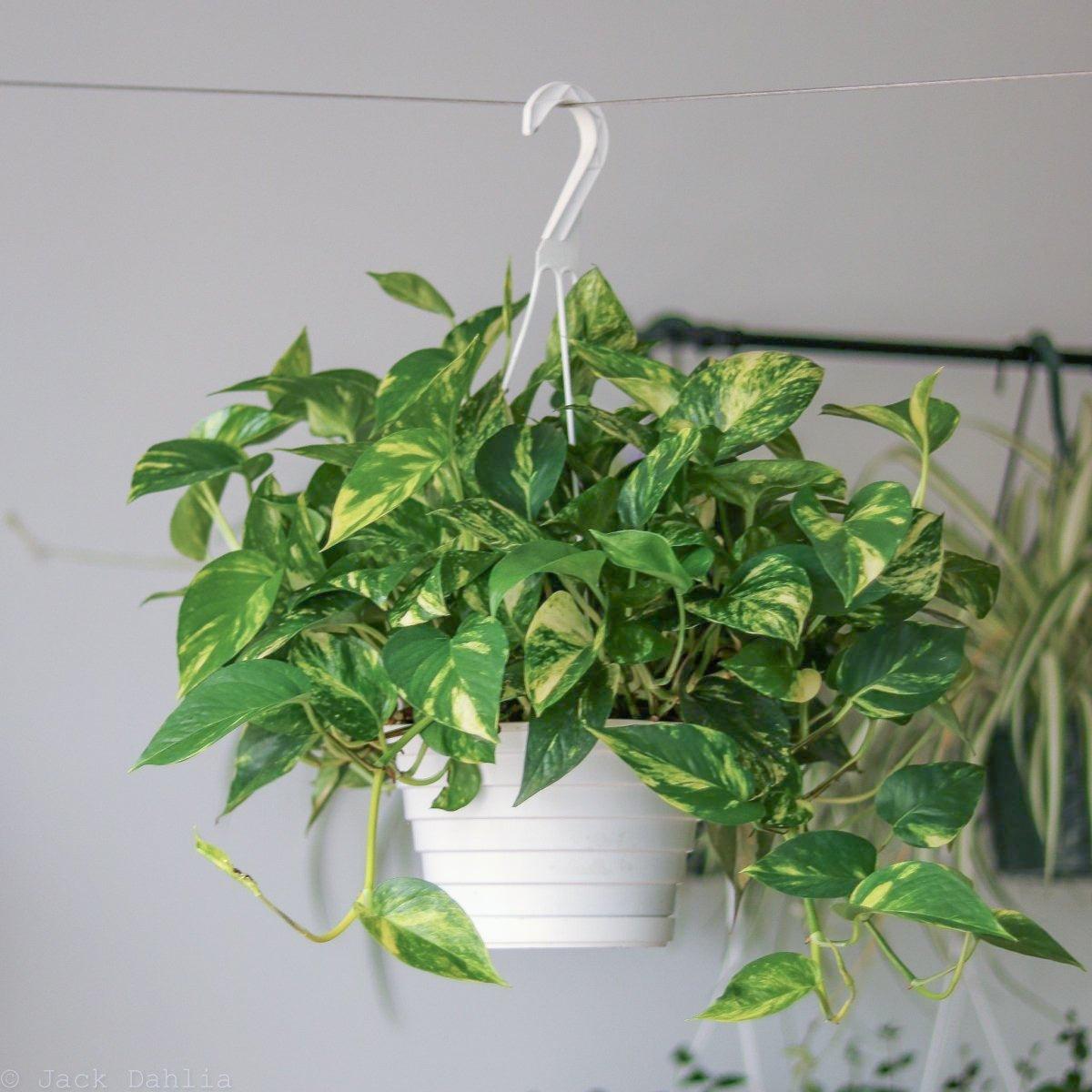F88 Golden Hanging Basket - View 2 from www redcrocus com