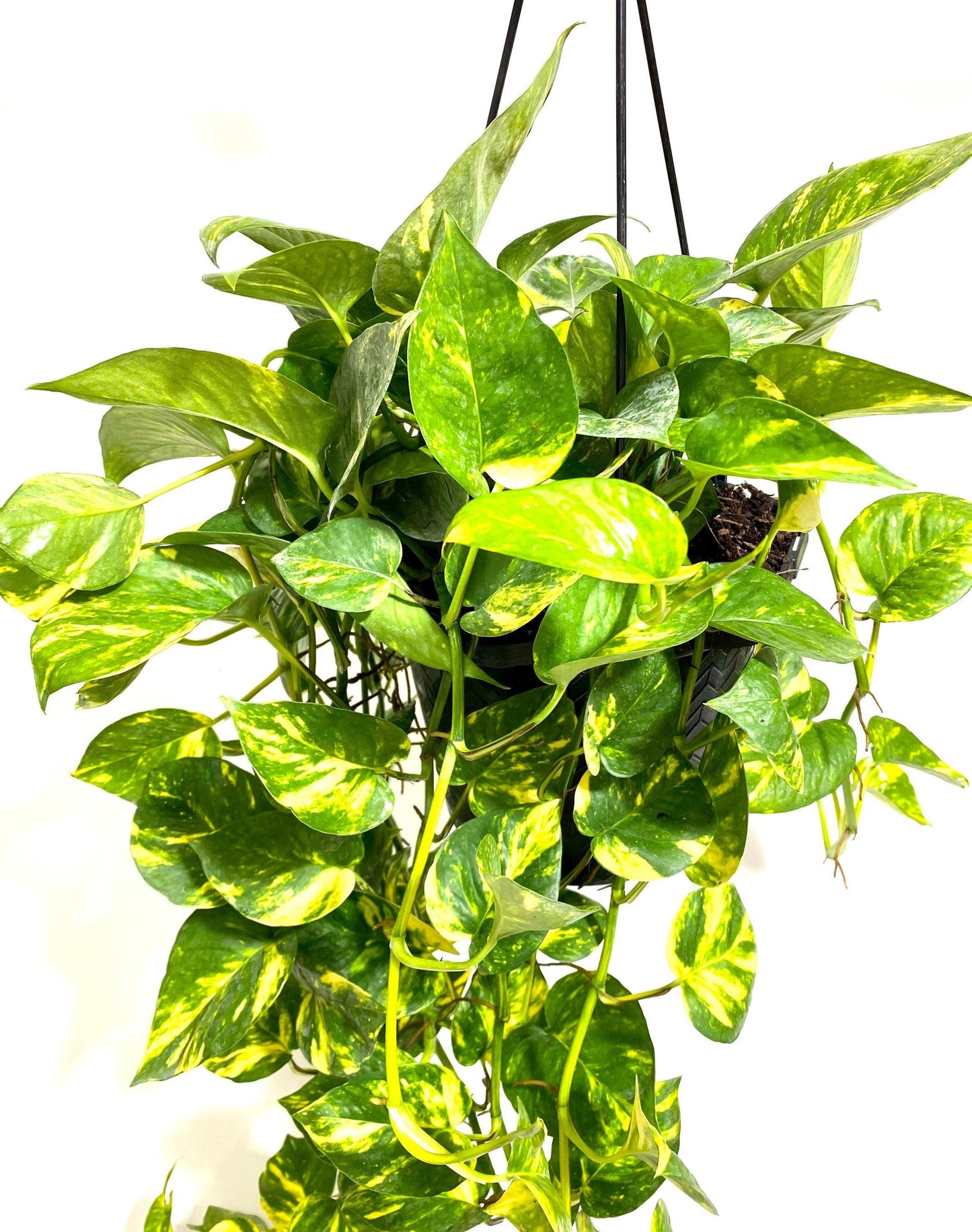 F88 Golden Hanging Basket - View 31 from www redcrocus com