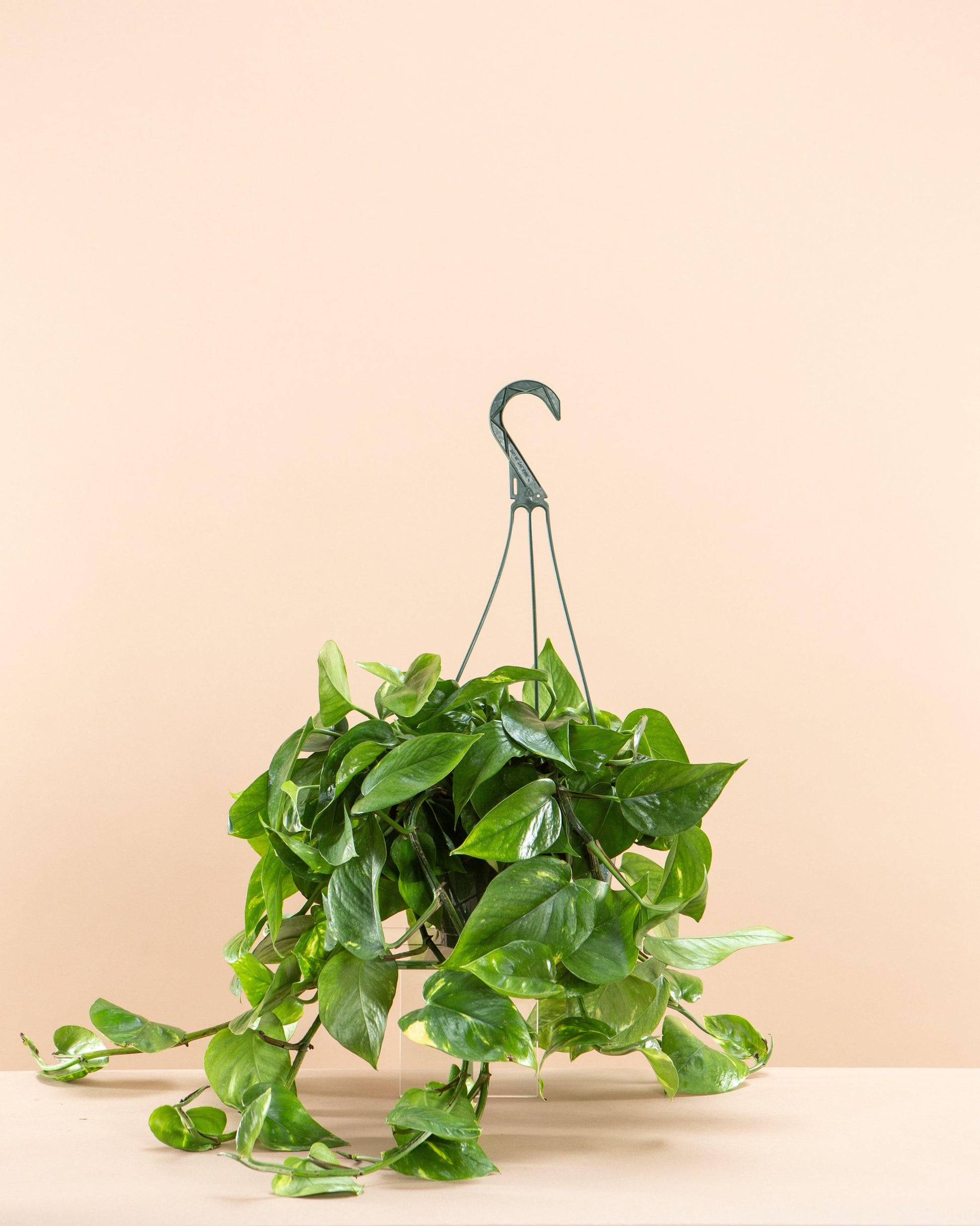 F88 Golden Hanging Basket - View 36 from www redcrocus com