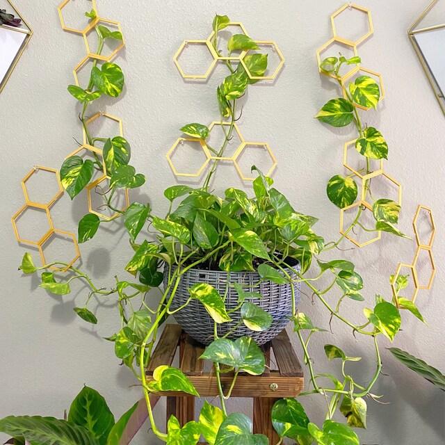 F88 Golden Hanging Basket - View 4 from www redcrocus com