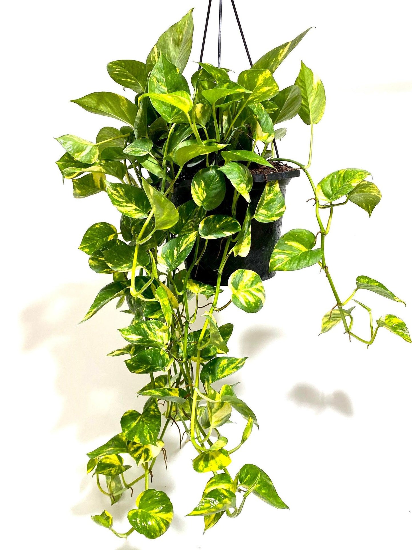F88 Golden Hanging Basket - View 5 from www redcrocus com