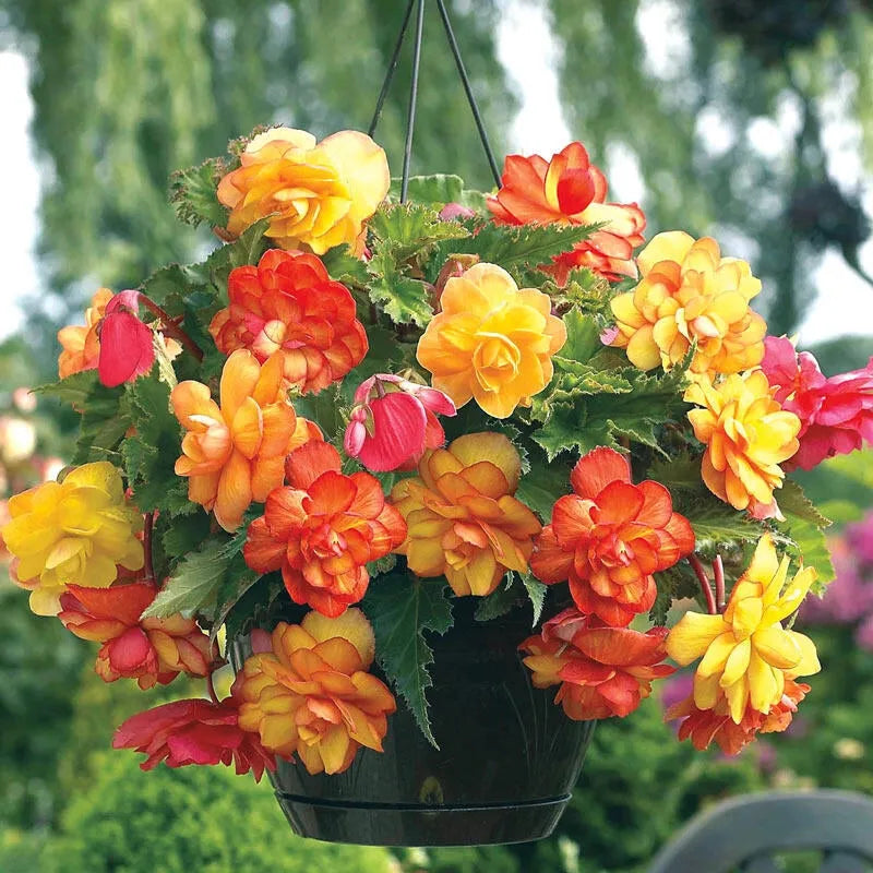 F88 Golden Hanging Basket - View 7 from www redcrocus com