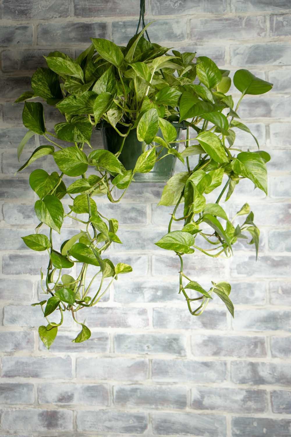 F88 Golden Hanging Basket - View 9 from www redcrocus com
