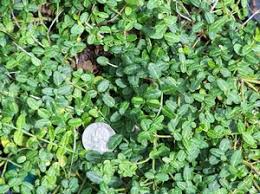 RedCrocus Euonymus fortunei 'Kewensis' Live Plant — Dwarf Creeping Euonymus Groundcover, Evergreen Trailing for Part Sun/Part Shade, Hardy Zones 5–9, Great for Containers & Rock Gardens  1 Gallon Nursery Pot