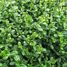 RedCrocus Euonymus fortunei 'Kewensis' Live Plant — Dwarf Creeping Euonymus Groundcover, Evergreen Trailing for Part Sun/Part Shade, Hardy Zones 5–9, Great for Containers & Rock Gardens  1 Gallon Nursery Pot