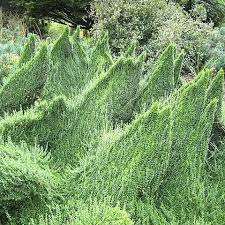 RedCrocus Euonymus fortunei 'Kewensis' Live Plant — Dwarf Creeping Euonymus Groundcover, Evergreen Trailing for Part Sun/Part Shade, Hardy Zones 5–9, Great for Containers & Rock Gardens  1 Gallon Nursery Pot