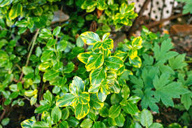 RedCrocus Euonymus fortunei 'Kewensis' Live Plant — Dwarf Creeping Euonymus Groundcover, Evergreen Trailing for Part Sun/Part Shade, Hardy Zones 5–9, Great for Containers & Rock Gardens  1 Gallon Nursery Pot