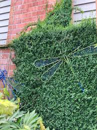 RedCrocus Euonymus fortunei 'Kewensis' Live Plant — Dwarf Creeping Euonymus Groundcover, Evergreen Trailing for Part Sun/Part Shade, Hardy Zones 5–9, Great for Containers & Rock Gardens  1 Gallon Nursery Pot