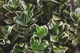 RedCrocus Euonymus fortunei 'Kewensis' Live Plant — Dwarf Creeping Euonymus Groundcover, Evergreen Trailing for Part Sun/Part Shade, Hardy Zones 5–9, Great for Containers & Rock Gardens  1 Gallon Nursery Pot