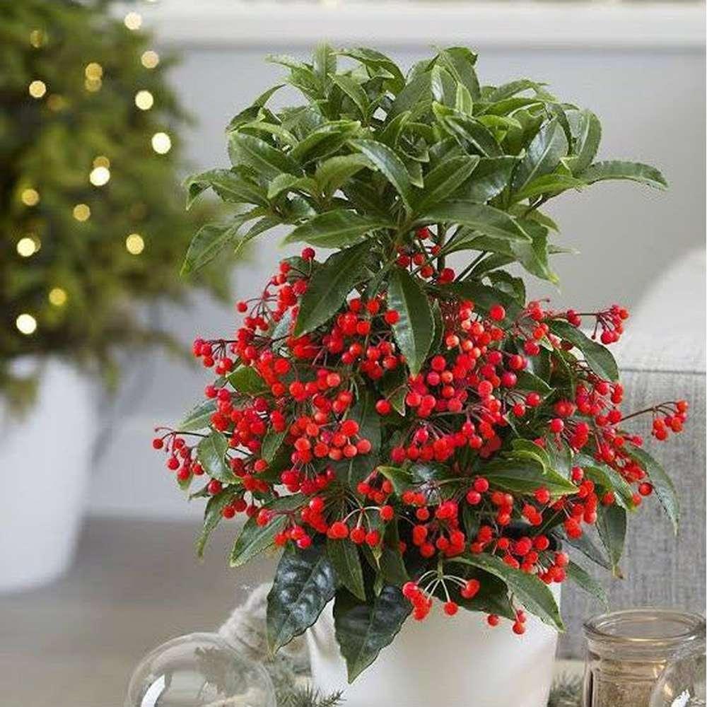 Ardisia Berry Red - View 10 from www redcrocus com